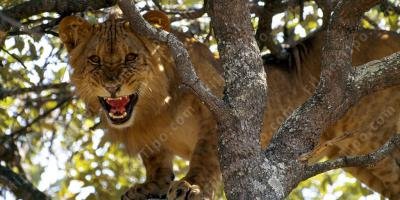 filmes sobre animal assassino