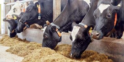 filmes sobre Fazenda de gado leiteiro