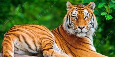 filmes sobre animal selvagem
