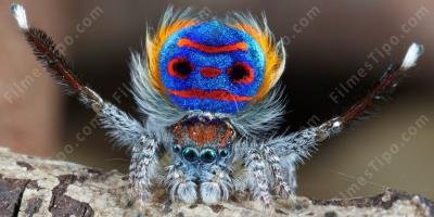 filmes sobre aranhas