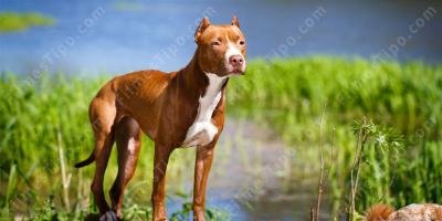 filmes sobre pitbull