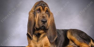 filmes sobre cão de caça