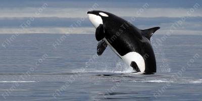 filmes sobre orca