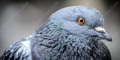 filmes sobre Pombo