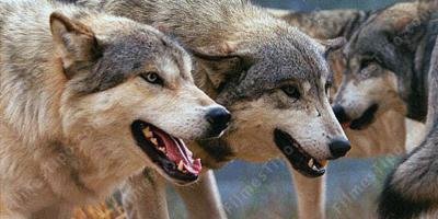 filmes sobre ataque de lobo
