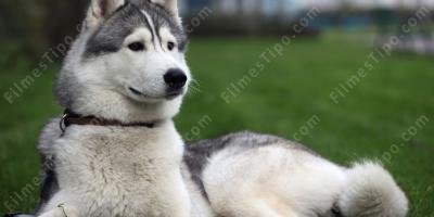 filmes sobre cachorro rouco