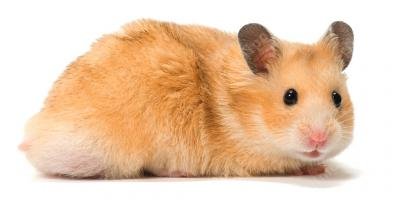 filmes sobre hamster