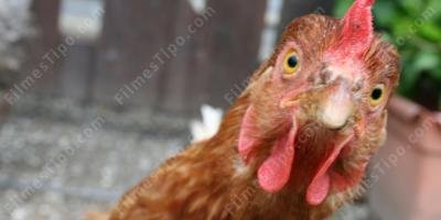filmes sobre frango