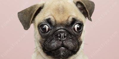 filmes sobre pug