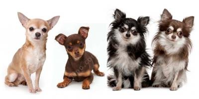filmes sobre chihuahua