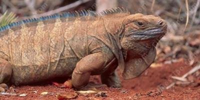 filmes sobre iguana