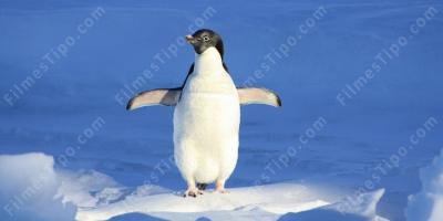filmes sobre pinguins