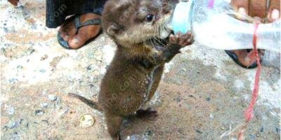 filmes sobre animal que age como humano