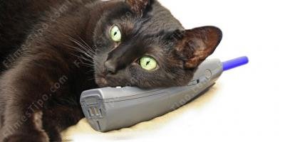 filmes sobre gato falante