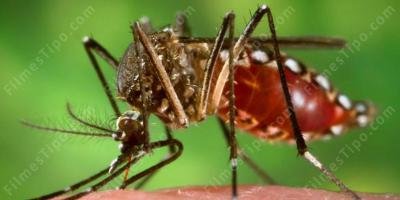 filmes sobre mosquito