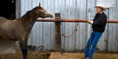 filmes sobre matando um cavalo