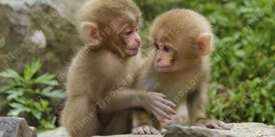 filmes sobre macaco