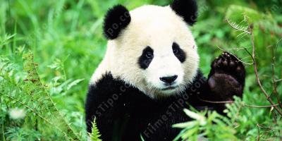 filmes sobre panda