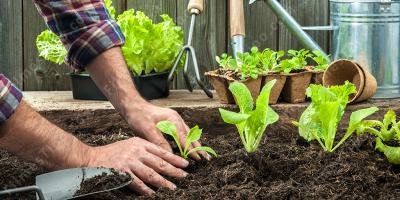 filmes sobre jardinagem