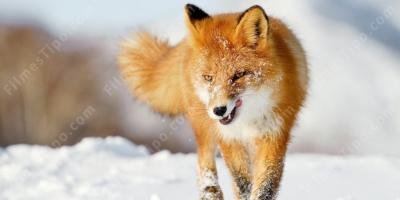 filmes sobre animal