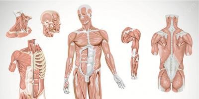 filmes sobre corpo desmembrado