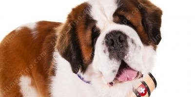 filmes sobre cachorro são bernardo