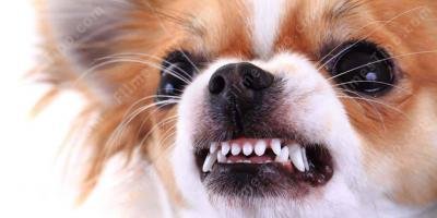 filmes sobre agressão por animal