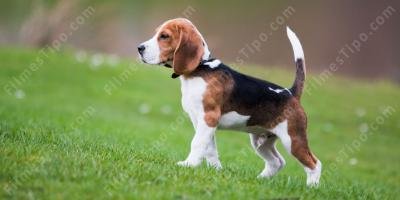 filmes sobre beagle