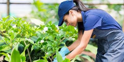 filmes sobre jardineiro