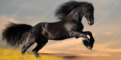 filmes sobre cavalo