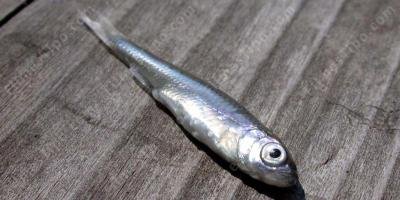 filmes sobre peixe fora d&#039;água