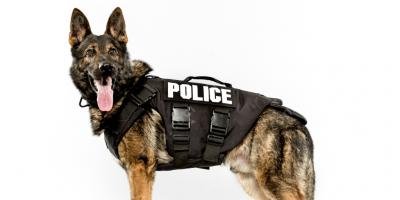 filmes sobre cão-polícia