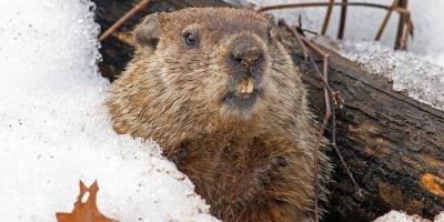filmes sobre dia da Marmota