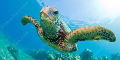 filmes sobre tartaruga marinha