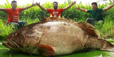 filmes sobre peixe gigante