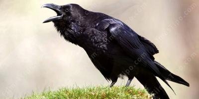 filmes sobre Raven
