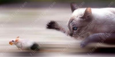 filmes sobre gato e rato