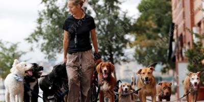 filmes sobre passeador de cães