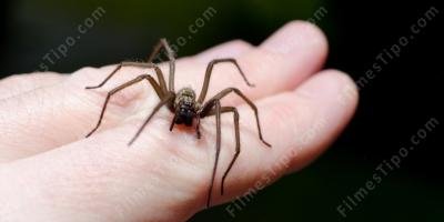 filmes sobre picada de aranha