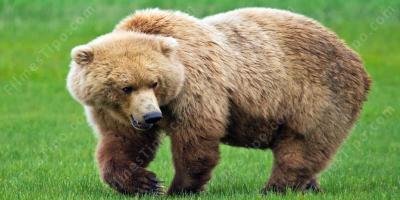 filmes sobre urso
