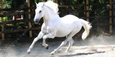 filmes sobre cavalo branco