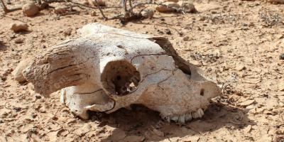 filmes sobre extinção