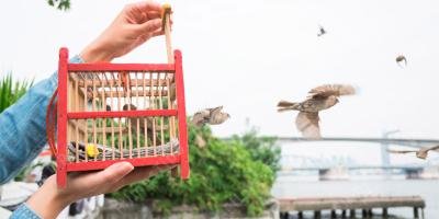 filmes sobre Libertação animal