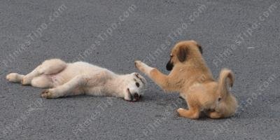 filmes sobre cachorro atropelado por um carro