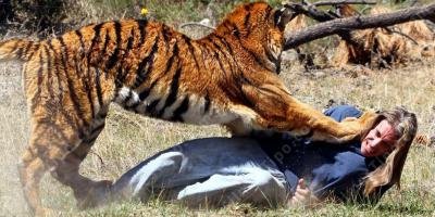 filmes sobre ataque a animal