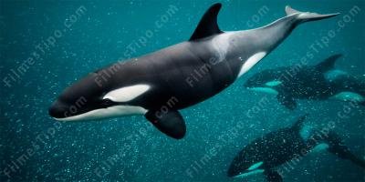 filmes sobre orca