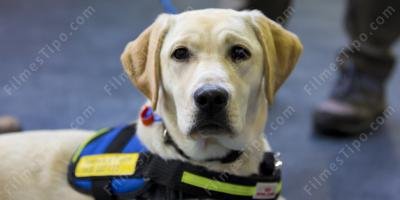 filmes sobre cão-guia
