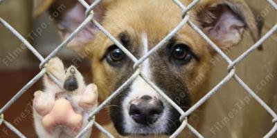 filmes sobre abuso de animais