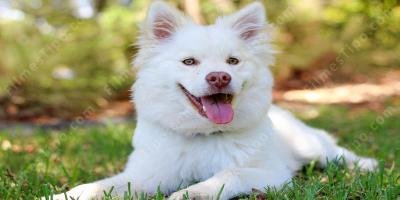 filmes sobre cachorro
