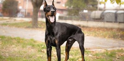 filmes sobre doberman